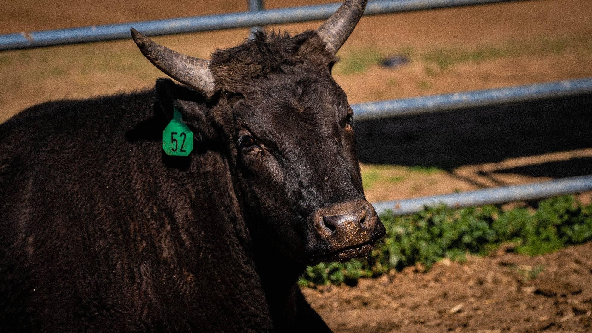 What Is So Special About Wagyu? - Browsey Acres Inc