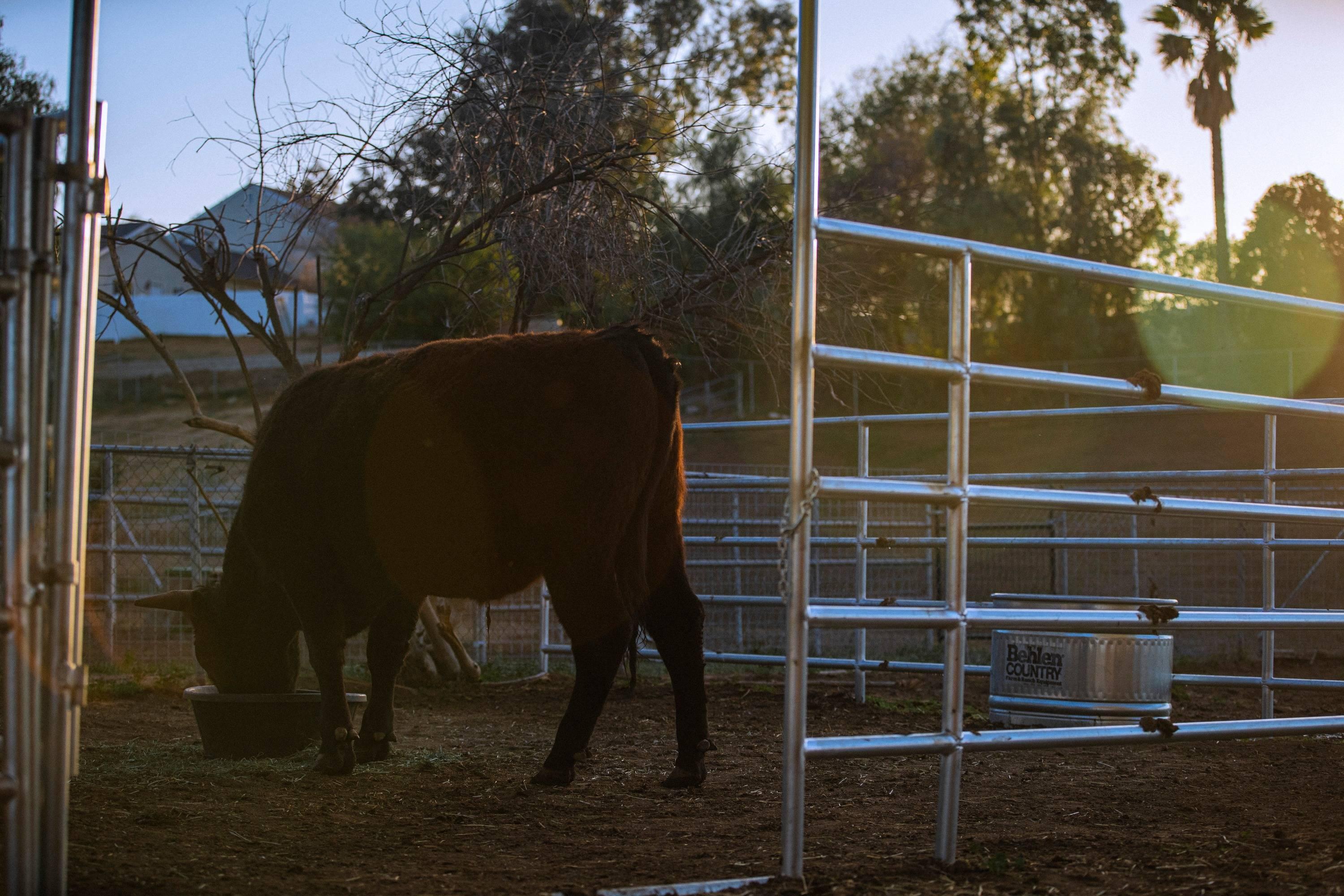 Why Wagyu Care Is so Important - Browsey Acres Inc