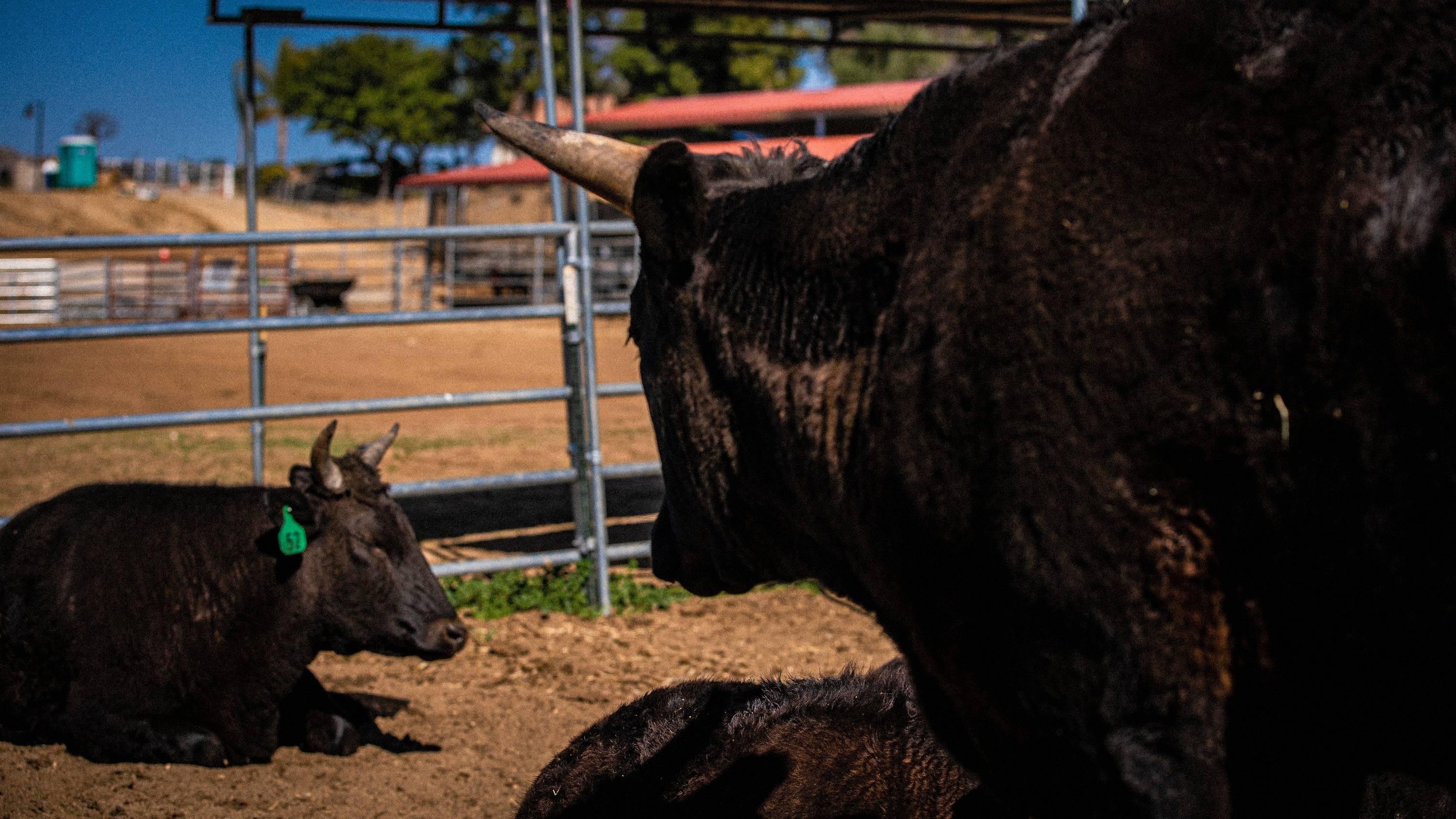 What Is the Difference Between “Wagyu” and “Kobe" Beef? - Browsey Acres Inc