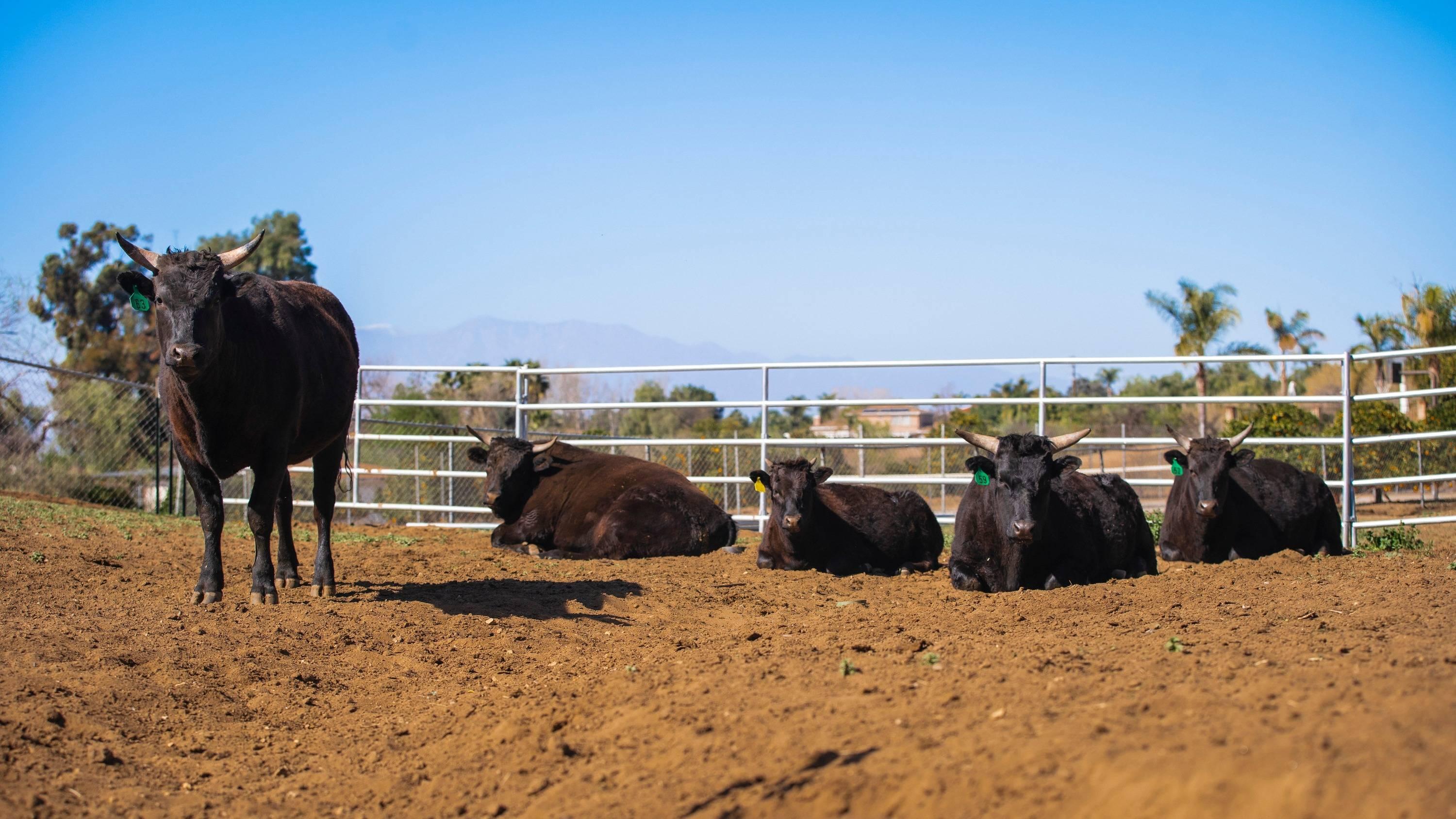 Health, Husbandry, and the Science Behind Wagyu Beef - Browsey Acres Inc