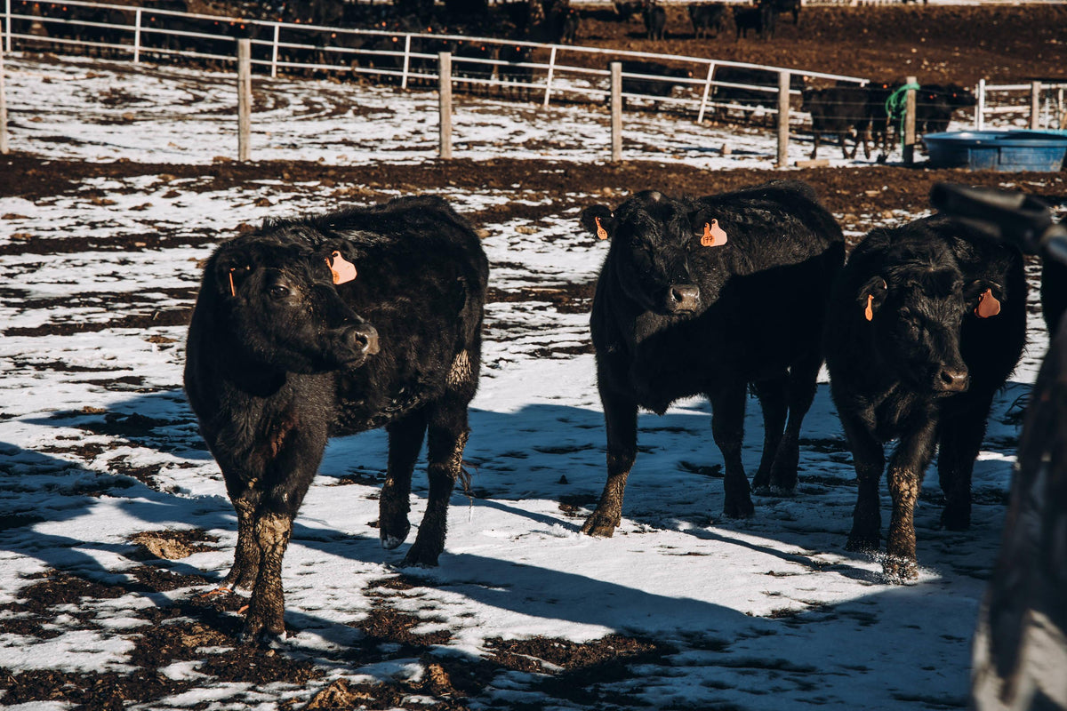 Naming vs. Numbering Wagyu Steers — Browsey Acres Browsey Acres Inc