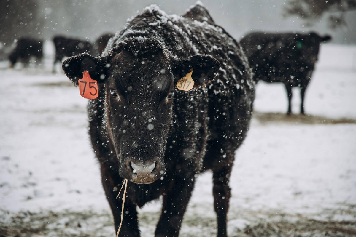 Announcing Browsey Acres Oregon — Browsey Acres Browsey Acres Inc