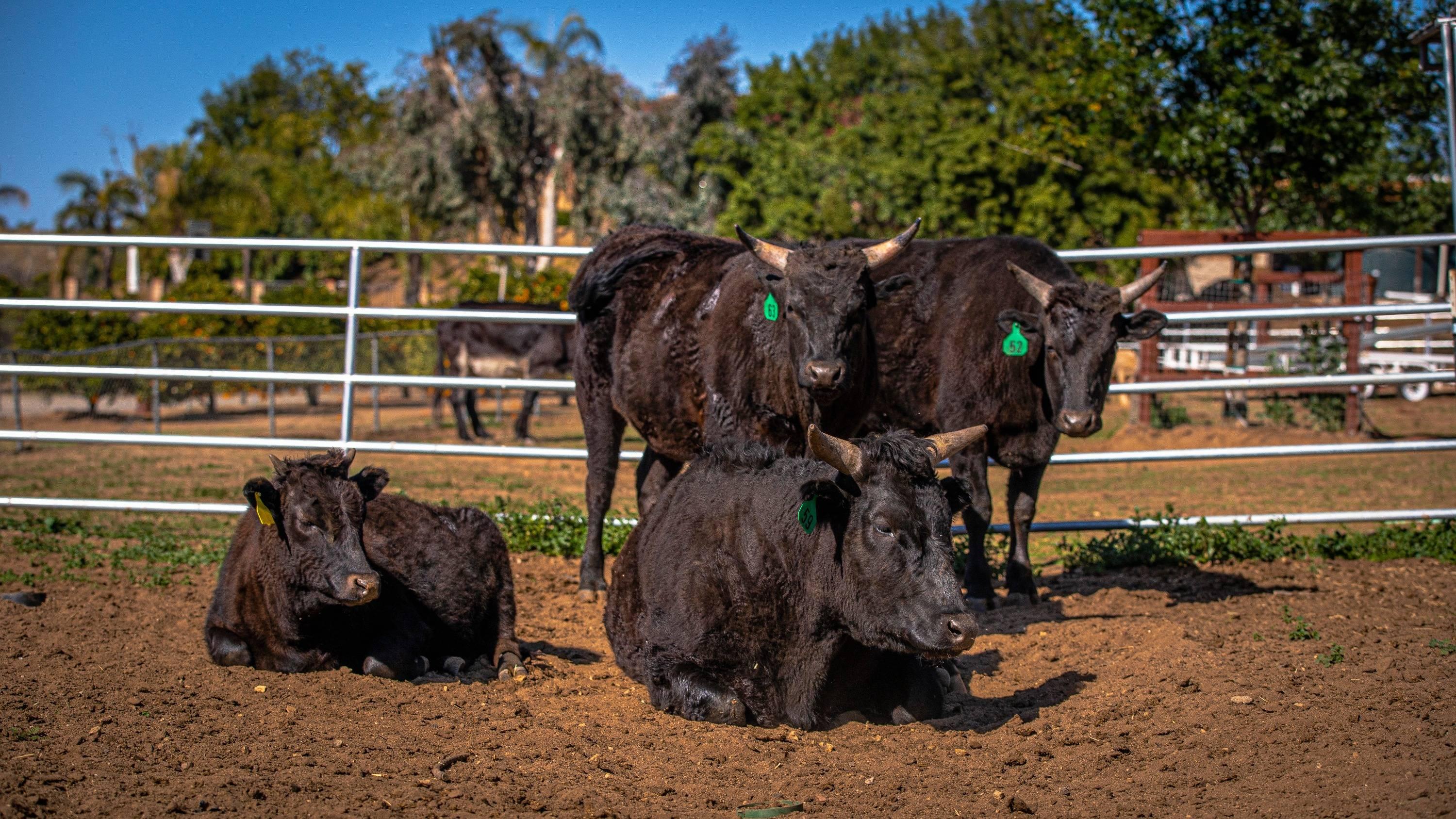 Wagyu in America - Browsey Acres Inc